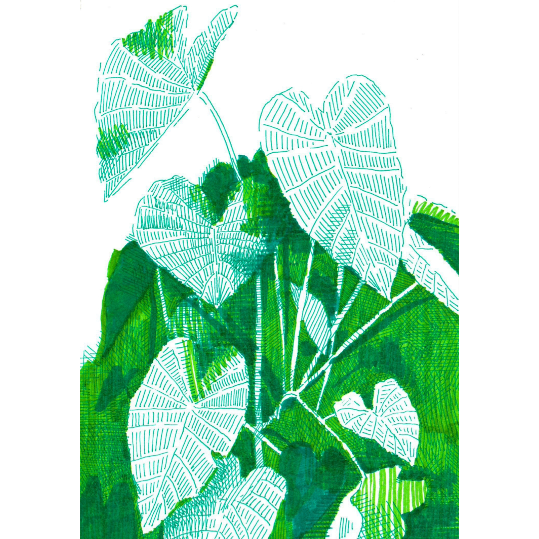 Elephant Ear - Print